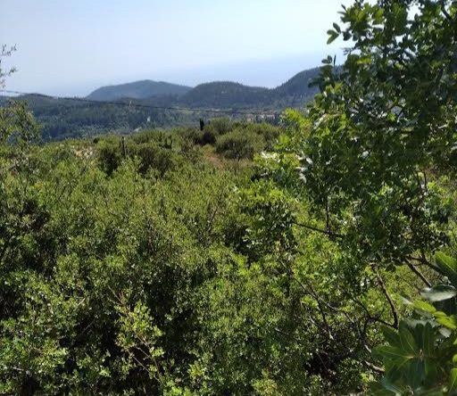 Serene nature and olive groves view from the Chortata Village Plot Lefkada, showcasing the plot's lush surroundings.