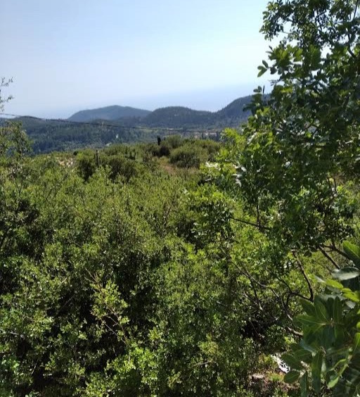 Serene nature and olive groves view from the Chortata Village Plot Lefkada, showcasing the plot's lush surroundings.