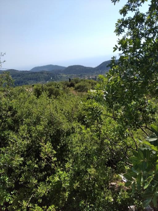 Serene nature and olive groves view from the Chortata Village Plot Lefkada, showcasing the plot's lush surroundings.