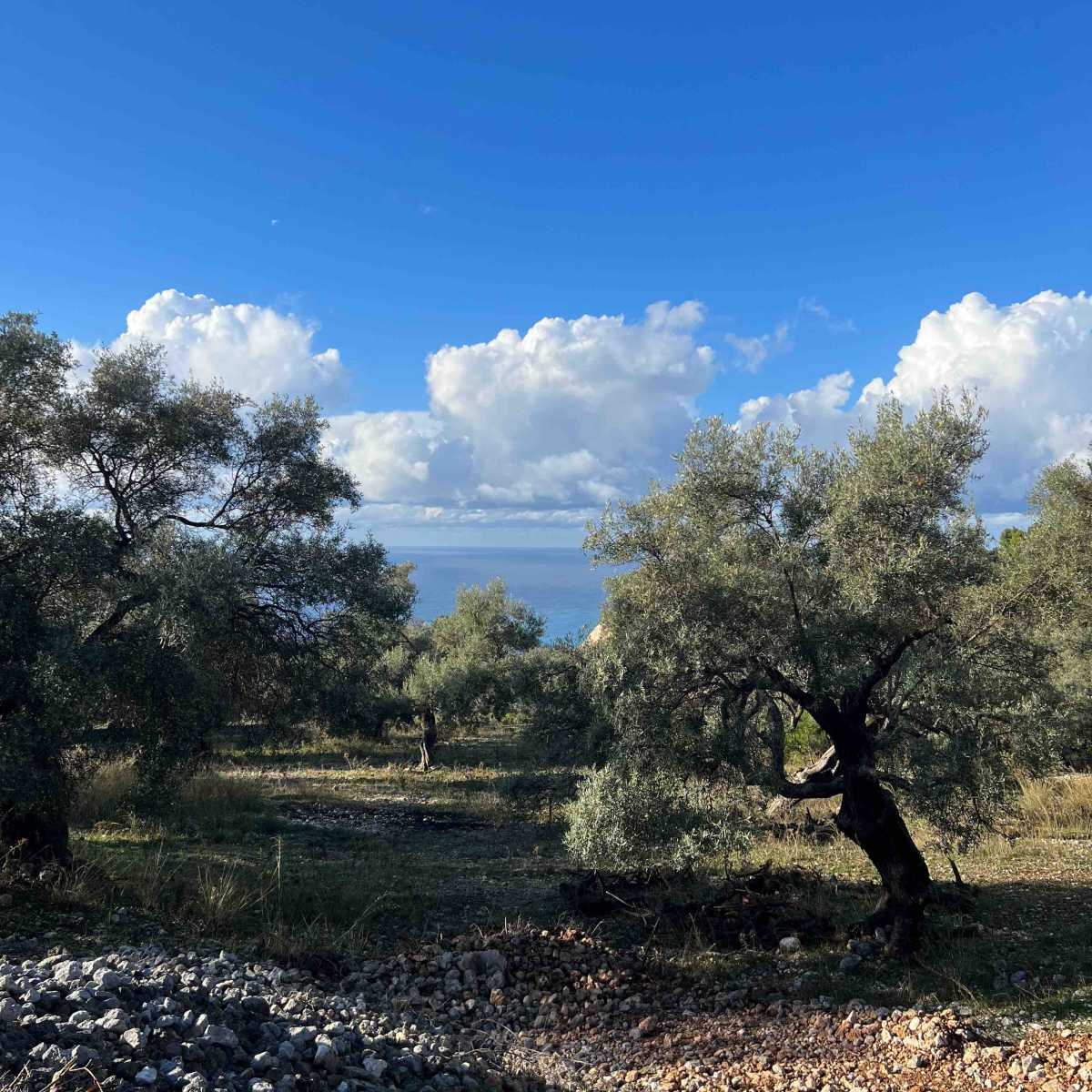 Lush 421m² Athani Lefkada Beachside Land with captivating sea views, showcasing potential for building and natural beauty.
