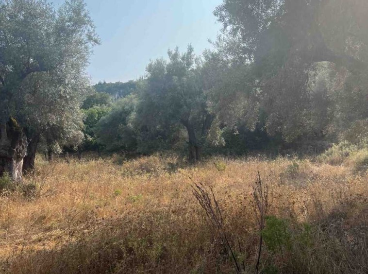 Scenic view of Lefkada Town Land featuring lush olive groves, highlighting the area's natural beauty and potential for development.