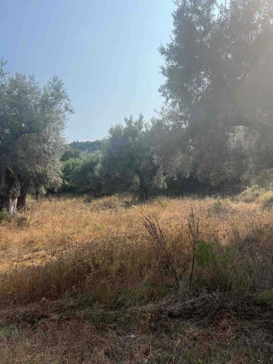 Scenic view of Lefkada Town Land featuring lush olive groves, highlighting the area's natural beauty and potential for development.